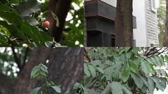 Aphanamixis polystachya