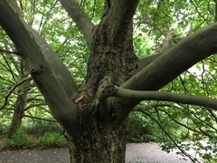 Platanus