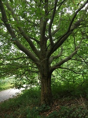 Platanus