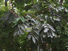 Aphanamixis polystachya