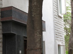 Aphanamixis polystachya