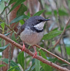 Apalis thoracica claudei