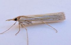 Eufernaldia cadarellus