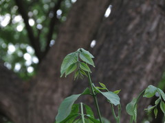 Aphanamixis polystachya