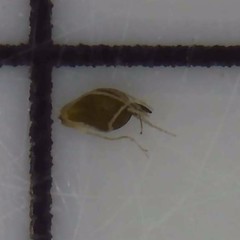 Eleocharis intermedia