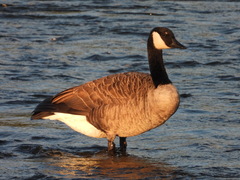 Branta canadensis