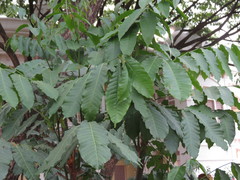 Aphanamixis polystachya