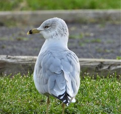 Larus delawarensis