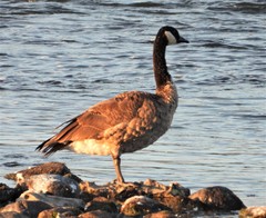 Branta canadensis
