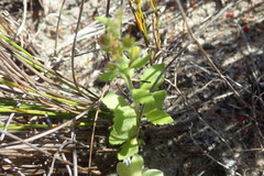 Chaenostoma campanulatum