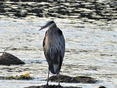 Ardea herodias