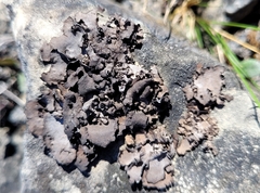 Dermatocarpon dolomiticum