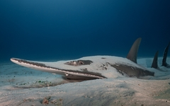 Rhynchobatus australiae