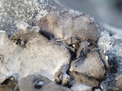 Dermatocarpon dolomiticum