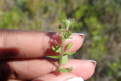 Chaenostoma campanulatum