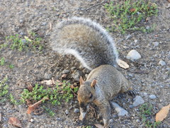 Sciurus carolinensis