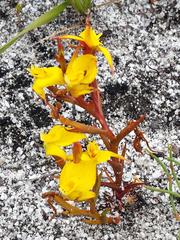 Disa tenuifolia