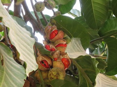 Aphanamixis polystachya