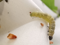 Tortrix viridana