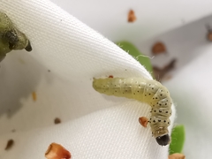Tortrix viridana