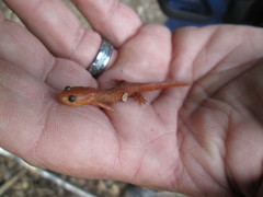 Pseudotriton montanus montanus