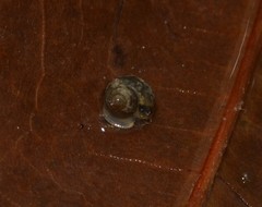 Bithyniidae