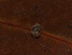 Bithyniidae