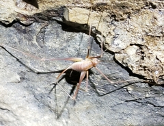 Dolichopoda