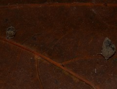 Bithyniidae