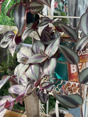 Tradescantia zebrina