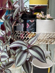 Tradescantia zebrina