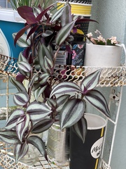 Tradescantia zebrina