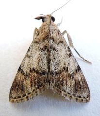 Epipaschia superatalis