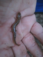 Pseudotriton montanus montanus