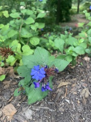 Ceratostigma plumbaginoides
