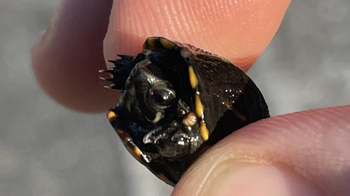 Kinosternidae image