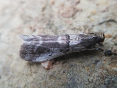 Acrobasis sodalella