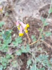 Capnoides sempervirens