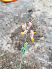 Capnoides sempervirens