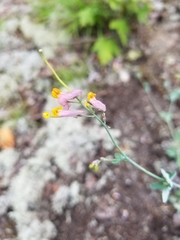 Capnoides sempervirens