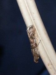 Acrobasis sodalella