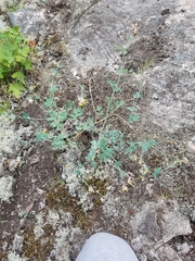 Capnoides sempervirens