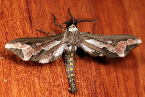 Photo of Bar Maiden (Thyretes caffra)