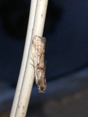 Acrobasis sodalella