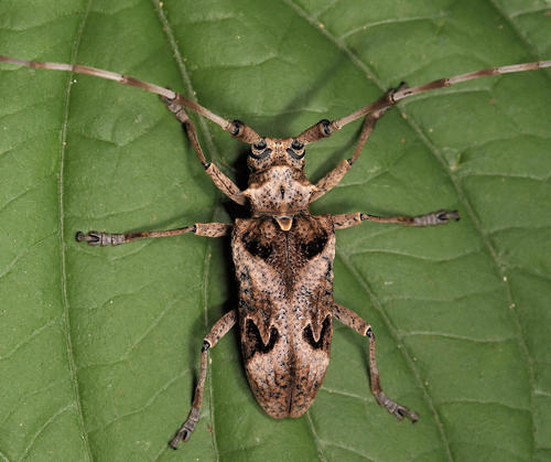 Patterned Longhorn (Longhorn beetles of southern Africa) · iNaturalist