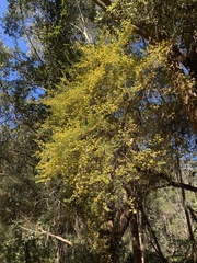 Pultenaea blakelyi