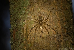 Tamopsis brachycauda