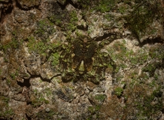 Stephanopis carcinoides