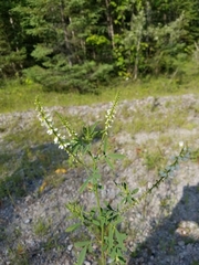 Melilotus albus
