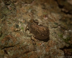 Cotylana angustifrons